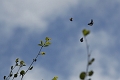 purple emperor butterfly-3